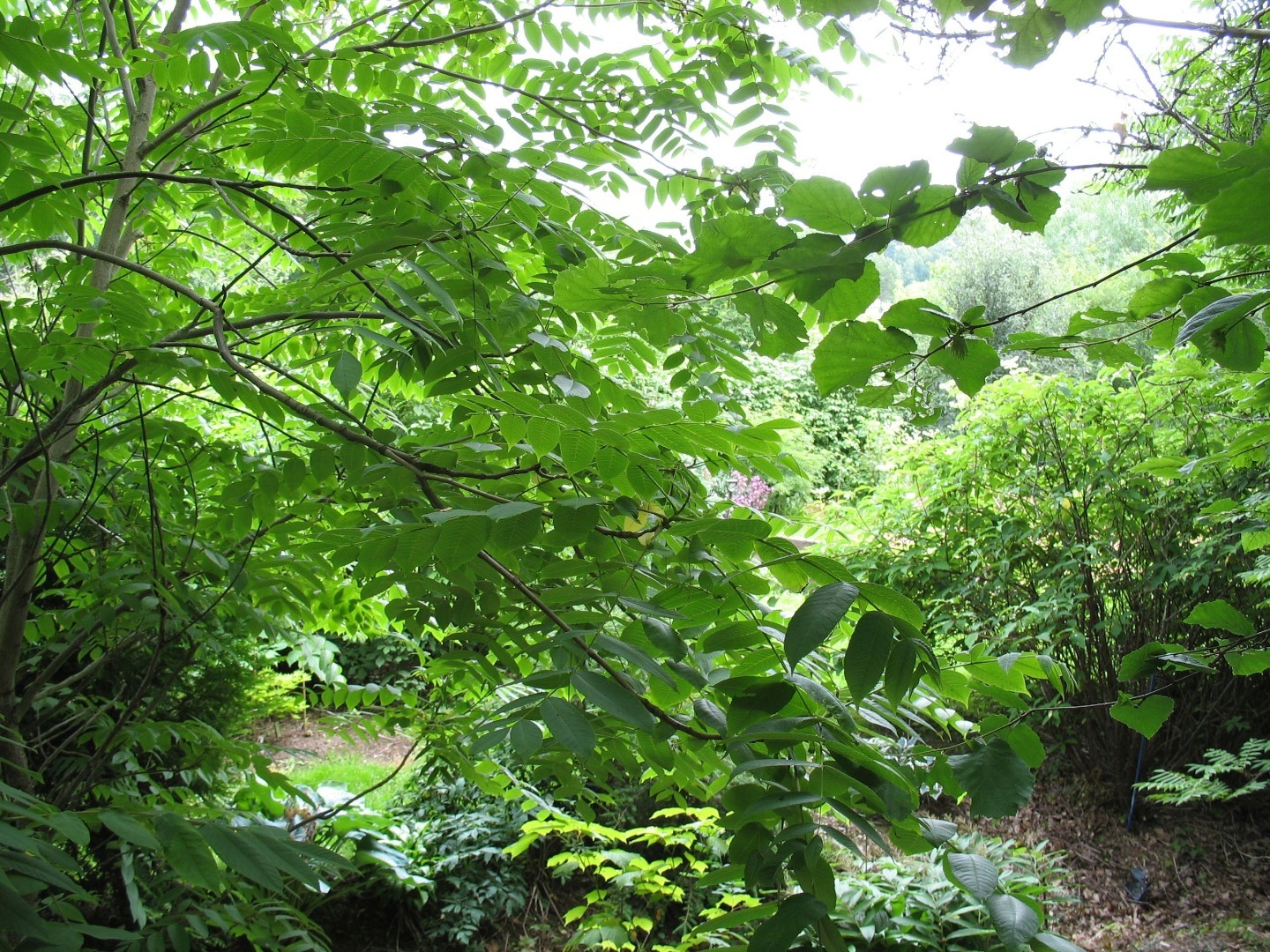Syötävä metsäpuutarha on suora suomennos englannin kielen termistä Edible Forest Garden. Toisinaan käytetään myös nimiä ruokametsä tai hyötymetsäpuutarha. 
